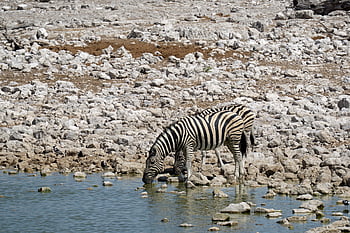 namibie, zebra, etosha, národní park, Příroda, safari, zvíře, Afrika, volně žijících živočichů