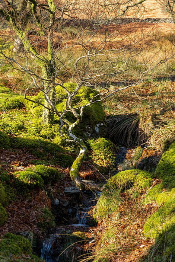 buttermere, fiume, ruscello, foresta, mattina, Parco Nazionale, Cumbria, campagna, mattina presto, paesaggio, natura