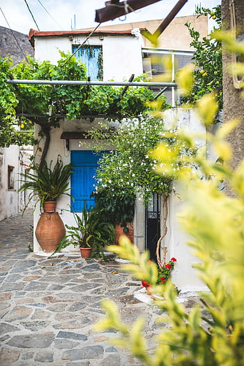 casa dipinta di bianco, piante a foglia verde, Vicolo mediterraneo, piante vibranti, architettura tradizionale, porta blu, via di pietra, piante in vaso, muri bianchi, persiane blu, scena pittoresca