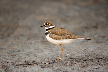 pták, Příroda, ornitologie, killdeer, druh, fauna, ptačí, zvíře, zobák, volně žijících živočichů, tapeta na zeď