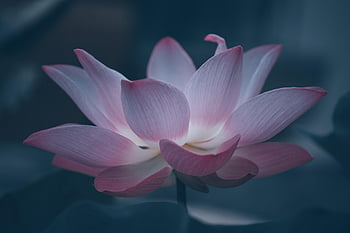 lotus, květ, krásné květiny, lotosový květ, růžový květ, okvětní lístky, růžové okvětní lístky, hd tapetu, vodní rostliny, květinové pozadí, flóra