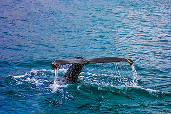 whale tail, ocean, closeup photography, dramatic splash, majestic tail, whale, water, marine life, wildlife photography, nature, sea