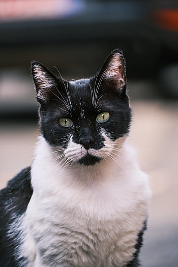 animal, cat, feline, mammal, pet, kitten, nature, fur, kitty, cute, adorable