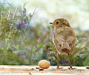 animal, oiseau, oiseau chanteur, robin, erithacus rubecula, Jeune, la nature, attentif, mignonne, fermer, butiner