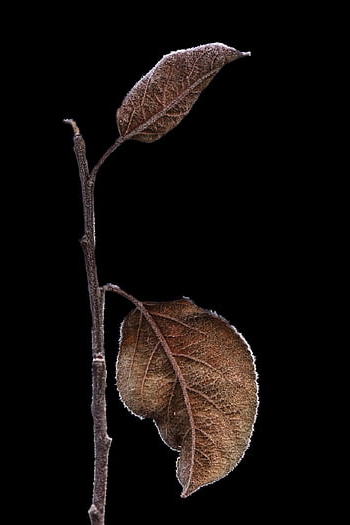 chokeberry, blade, tørret, løv, visne, afdeling, natur, efterår, frost, Aronia, Busk