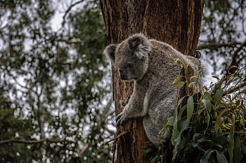 Austrálie, koala, roztomilý, zvíře, savec, strom, Příroda, medvěd, Šedá, šedá, list