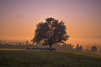 strom, plné hd tapetu, krajina, domácí zvíře, Příroda, dřevo, Zdarma pozadí, tapety hd, svítání, les, hd tapetu