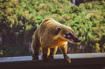 coati, waterfall, iguazu, nature, brazil, landscape, cataracts, wild, animal, river, water