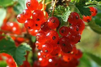 currants, red Currant, berries, fruit, food, fresh, healthy, vitamins, diet, dessert, nature