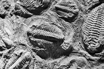 trilobite fossils, ancient fossils, black and white texture, close-up view, fossilized animals, prehistoric life, geological specimens, paleontology, fossil preservation, ancient trilobites, black and white photography