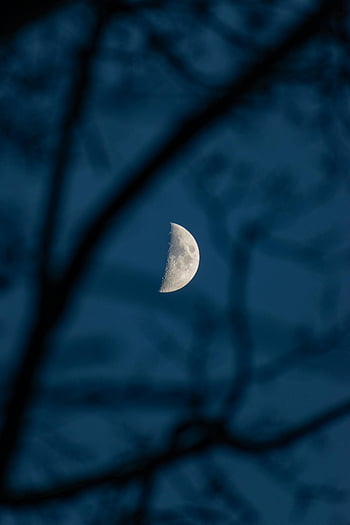Luna crescente, cielo notturno, rami d'albero, rami di silhouett, fotografia della luna, fotografia notturna, scenario naturale, corpo celestiale, Scena notturna all'aperto, luna tra i rami, luna incorniciata dai rami