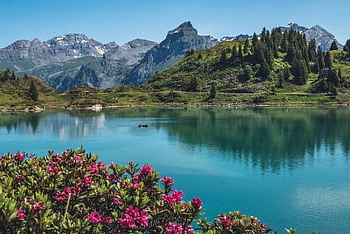 Trüebsee, titlis, švýcarsko, panoráma, Alpy, krajina, alpské růže, hory, jezero, túra, horské jezero