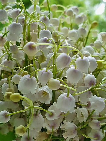 lily Of The Valley, lilies Of The Valley, spring, may, bouquet, flowers, white, scent, smell, forest