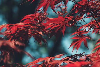 tree, leaves, foliage, branches, red Leaves, bush, plant, flora, garden, nature, closeup