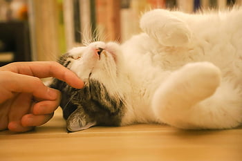 gatto, petting, gatto rilassato, interno, avvicinamento, tocco gentile, persona che tocca il gatto, gatto birichino, animale domestico coperto, pelliccia soffice, Petting Cat