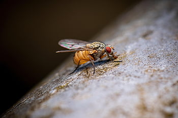 fly, insect, macro, close Up, compound Eyes, animal, entomology, macro Photography, nature, insects