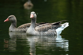 husa, greylag goose, ptáků, málo, plavat, jezero, odraz, zrcadlový obraz, vodní ptáci, peří, svět zvířat