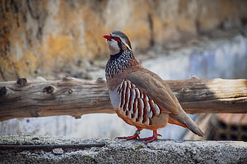 koroptev, pták, zvíře, peří, volně žijících živočichů, Příroda, pera, vrchol, fauna