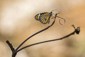 plain, tiger, danaus, chrysippus, butterfly, tropical, thailand, asia, beauty In Nature, detail, summer