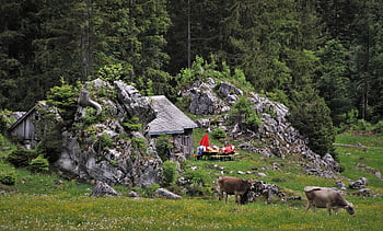 meadow, hat, rocks, appenzell, grazing, cow, cottage, pine Trees, the Cabin In The Mountains, barn, the Tradition Of