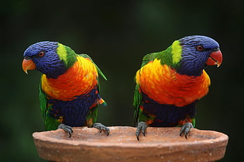 Kék zöld és narancssárga papagáj, szivárvány lorikeets, színes tollazat, élénk madarak, vadvilági báj, természetes környezetben, ült madarak, egzotikus papagájok, trópusi madarak, madárfotózás, vadvilág fotózás