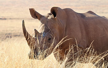 rhino, big 5, rhinoceros, nature, endangered, horn, safari, africa, protected, wilderness