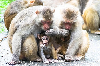 mother Monkey, baby, monkey, mother, ape, nature, breastfeeding, animal, cute, love, mammal