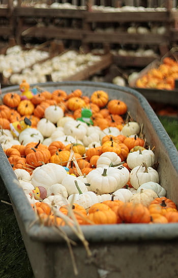 dýně, zelenina, sklizeň, podzim, podzimní nálada, díkůvzdání, sezónní, organický, zemědělství