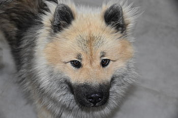 dog, dog Eurasier, animal, dog Pure Breed, dog Olaf-blue, eurasier Male, black Truffle, muzzle, eye Colour Hazel, doggie, pet