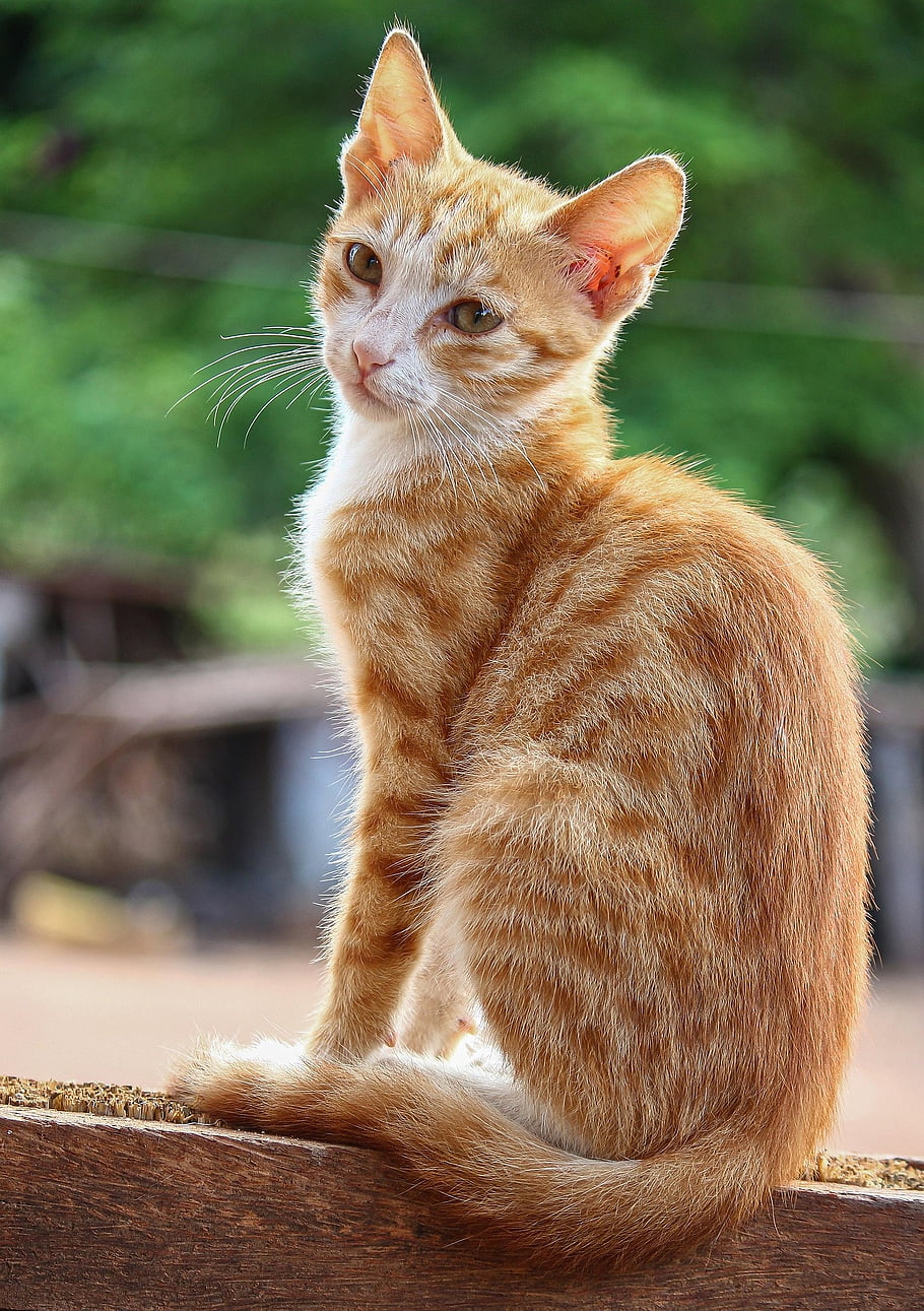cat, kitten, tabby, nature, pet, young Cat, animal, domestic Cat, feline, mammal, cute