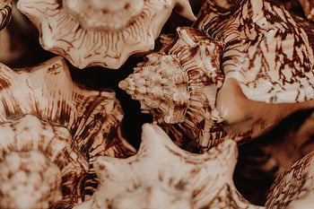 macro shot, sea shells, close-up view, intricate patterns, natural textures, detailed shells, seashell textures, shell details, macro photography, natural patterns, seashell close-up