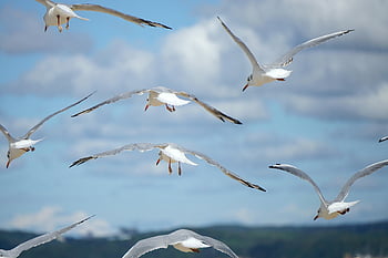 birds, gulls, flying Seagulls, sky, clouds, sea, ocean, ornithology, species, fauna, avian