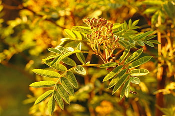 european Ash, leaves, tree, plant, bush, herb, green Plant, twigs, saplings, forest, young