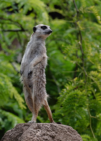 Meerkat, suricate, indiai menyét, suricata suricatta, vadvilág, állatkert, állat, emlős, természet, afrikai, álló
