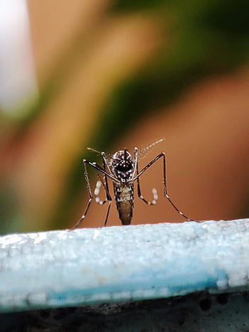 Makrofotografie, Moskito, detailliertes Makro, Insekt, Laoag City, Philippinen, Nahansicht, Oberfläche, Natur, Tierwelt, Entomologie