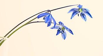 scilla, blue Star, blossom, bloom, blue, graceful, tender, decoration, early Bloomer, flora