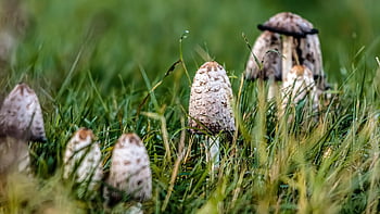 grzyby, rośliny, muchomor, mikologia, las, dziki, trawa, Natura, liść, Grzyb, świeży