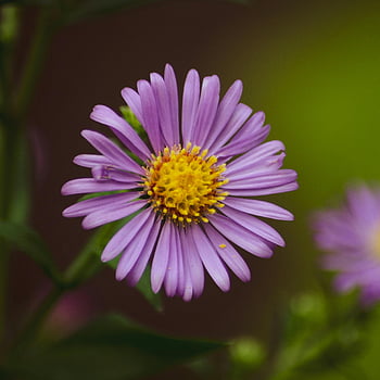purple flower, close-up photo, blooming purple aster, vibrant yellow center, delicate petals, rich color, aster flower, purple aster, flower photography, nature photography, floral close-up