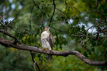 redtail Hawk, bird, perched, predator, animal, feathers, plumage, beak, bill, bird Watching, ornithology