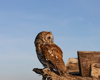 tawny owl, sova, pták, strom, zvíře, dravý pták, raptor, dravec, masožravec, volně žijících živočichů, Příroda