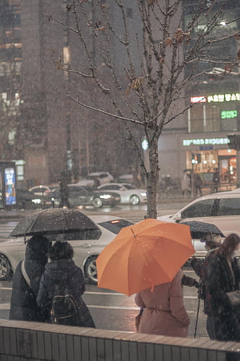 snow, umbrella, car Wallpapers, passerby, city, tree, road, car, nature, weather, urban