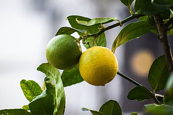 lemons, citrus Fruits, lime, citrus, yellow, fruit, food, healthy, lemonade, sour, fresh