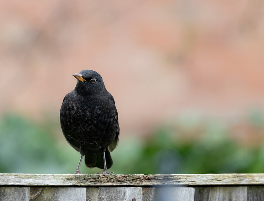 black Bird, male Blackbird, nature, orange Beak, songbird, fence, spring, blackbird, male Uk Blackbird