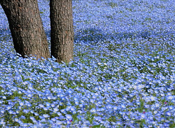 nemophila, květiny, louka, dětské modré oči, modré květy, květ, jarní květiny, jaro, park, Příroda, detailní