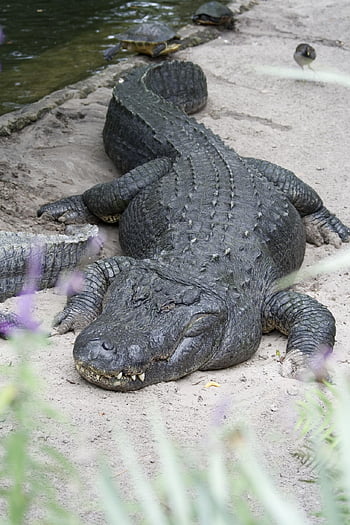 krokodýl, zvíře, plaz, aligátor, voda, nebezpečný, dravec, volně žijících živočichů, Příroda, zoo
