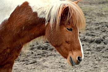 poník, kůň, jízda na koni, kopytnatec, savec, spojka, reiterhof, hříva, mount, tvář koně, malý kůň