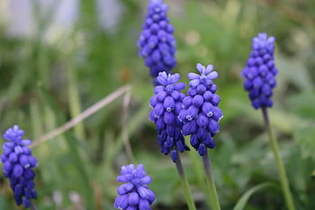 Traubenhyazinthen, Frühlingsblumen, vår, Hyacinth, blomst, muscari, blå, natur, hage, drue-hyacinth, lilla