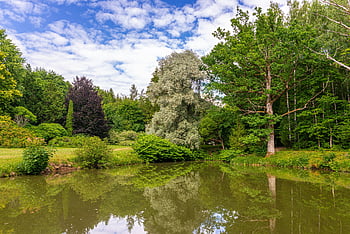 malownicze środowisko, spokojny krajobraz, Bujna zieleń, spokojny staw, Odbicie niebieskiego nieba, naturalna sceneria, Spokojne ustawienie, piękno na zewnątrz, spokojna natura, zbiornik wodny, widok na ogród
