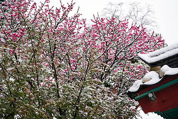snow, beautiful Flowers, plum Blossom, winter, spring, nature, beautiful, flower Background, clean, red, flower