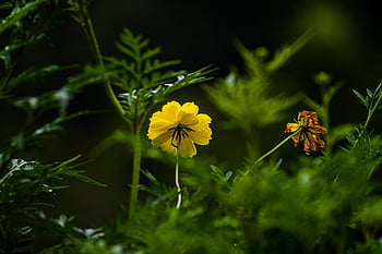 yellow Flower, mac Wallpaper, beautiful Wallpaper, flower, beautiful Flowers, garden, Wallpaper 1920x1080, cool Backgrounds, plant, wallpaper Hd, nature